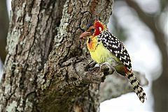 Red-and-yellow Barbet